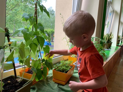 mini ogródek w sali