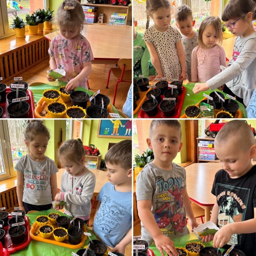 mini ogródki w sali