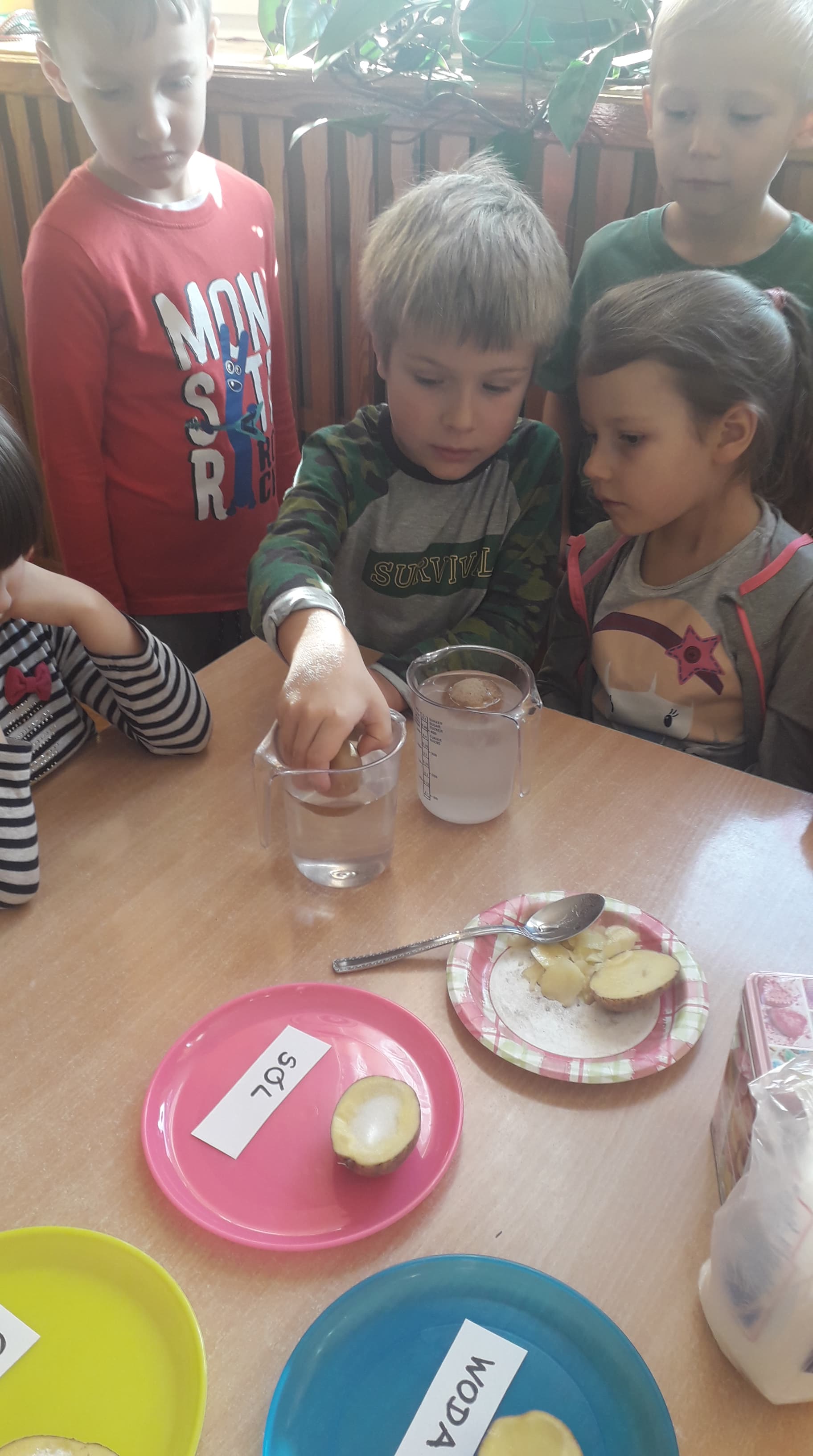 Doświadczenie z ziemniakiem ,,Mądre sowy
