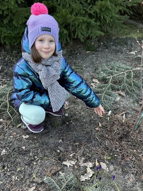 Pierwsze krokusy w ogrodzie