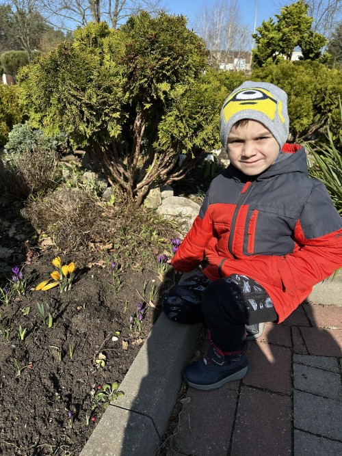 Pierwsze krokusy w ogrodzie