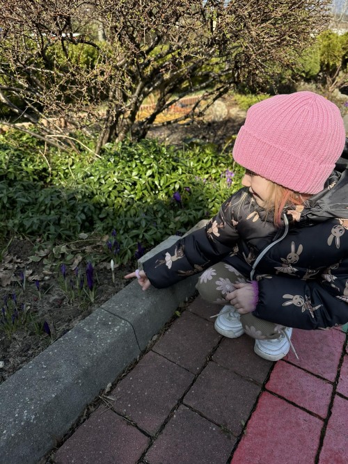 Pierwsze krokusy w ogrodzie 