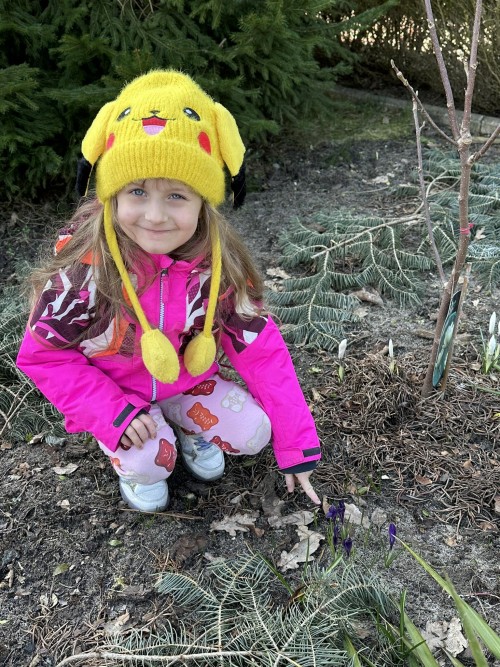 Pierwsze krokusy w ogrodzie