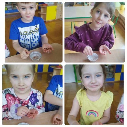 Motylki sieją rzeżuchę