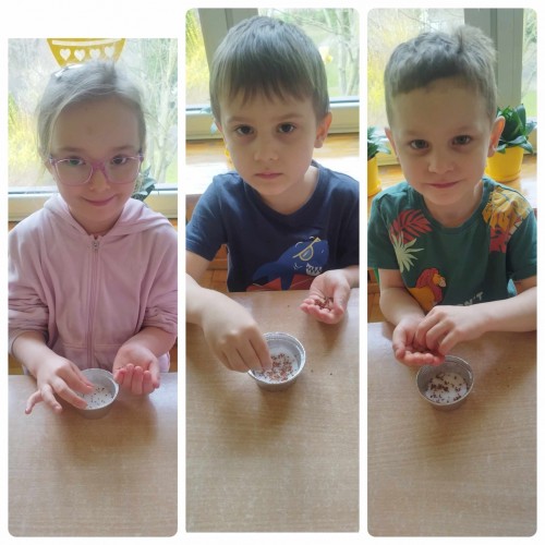 Motylki sieją rzeżuchę